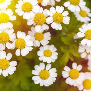 爱啦啦_岸芷汀蓝