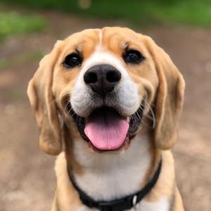 Bingo was his name o (feat. Baby Nursery Rhymes)