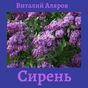 Сирень