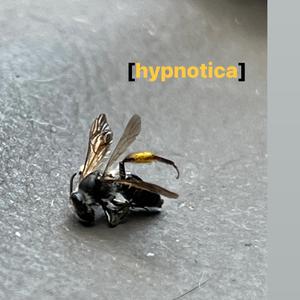 Hynotica