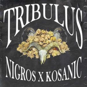 Tribulus