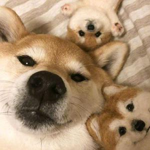 舒伯特玫瑰（翻自 篮心羽）