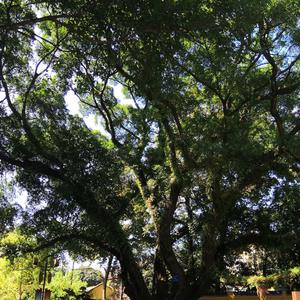 すすめ!ウルトラマンゼロ 葫芦丝 前进吧赛罗奥特曼（《赛罗奥特曼 超决战 贝利亚银河帝国》主题曲）