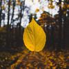 Tobias Ward - Catch Autumn Leaves