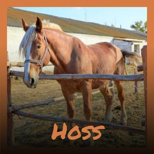 Hoss