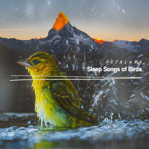 Local Forest in the Rain