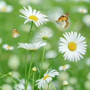 Daisy Whisper