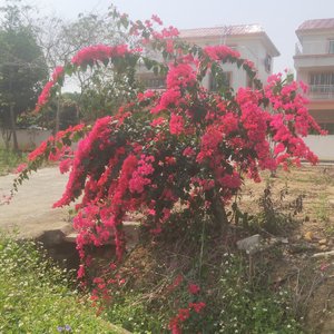 阳光糖果美好(国语版)