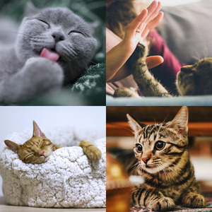 柔和的小猫时刻