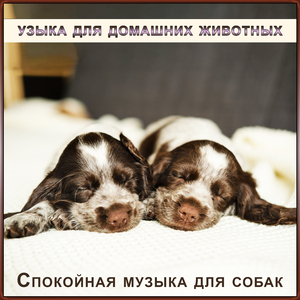 Музыка для собак для домашних животных