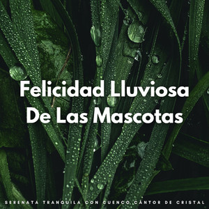 Patitas Serenas Bajo Una Lluvia