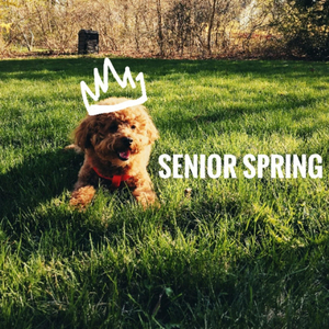 Senior Spring