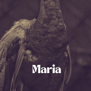 Maria