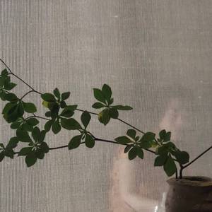 情深深雨濛濛（男版）