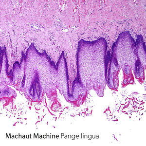 Missa Pange lingua: I. Kyrie