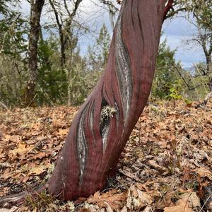 Risk of Death Among Ghosts