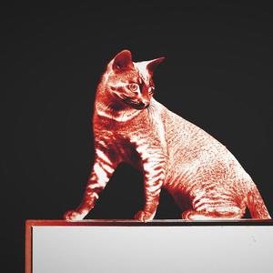 FENG'O'-ⅳ⒍⒍⒍