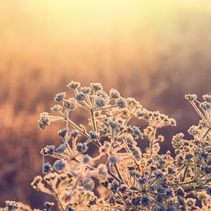 欢乐语 (拇指琴)