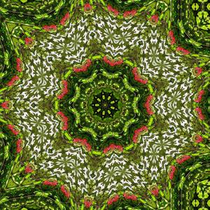 tāḥ tu anadhigata-viśvāsaiḥ prasabham upakramyamāṇāḥ