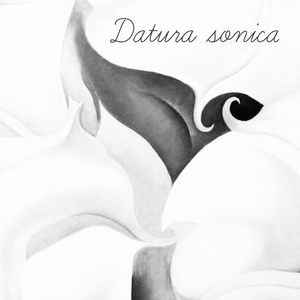 Datura sonica
