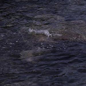 nevva-nevva - ♡hush（slowed）