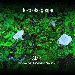 Slak (Bindweed - Convolvulus arvensis)