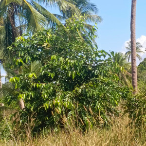 Visaharravilakshmi