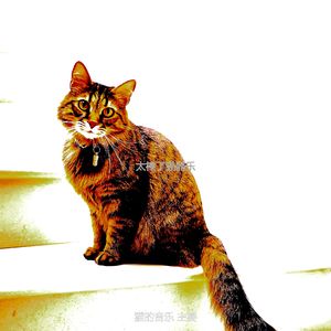 精彩压力大的猫环境