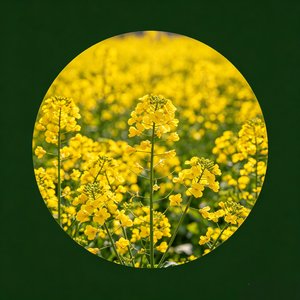 蜂飞蝶舞
