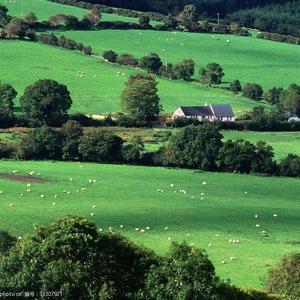 爱尔兰画眉(班得瑞)