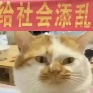 桃花依旧（翻自 许多葵）