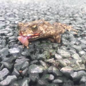 嗑了药的低智裁缝