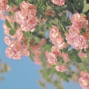 月亮与星星（经典轻音乐）