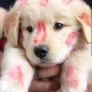 高新小机灵 / 高新小机灵-渣女修炼手册remix（prod.by XVIBE）（Mr.C remix）