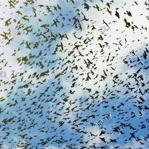 THE MISADVENTURES OF TENEBRIXX XXILVAM #FREE2SHANEZ