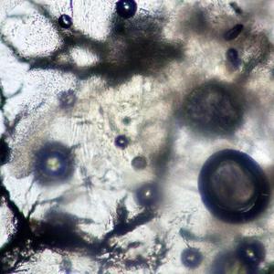 how i do it #greensquad (feat. albatross0)