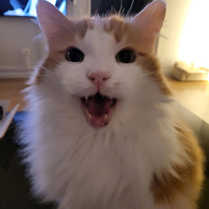 My Big Fat Cat (Radio Edit)