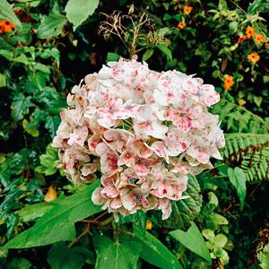 pocahontas (feat. Yung Fazo)