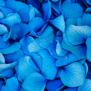 Velvet Summer (Demo)