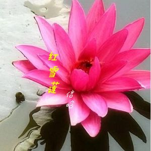 红雪莲（2024版)