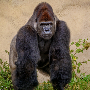 Nie Smiejcie Sie Ze Mnie Ze Jestem Gejem