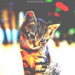 一尘不染小猫印象数