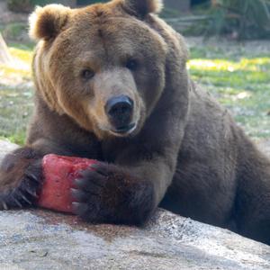 ENTÃO SEGURA A PEGADA DO URSO VS AFRO TRN (feat. MC Nick & MC Flavinho)