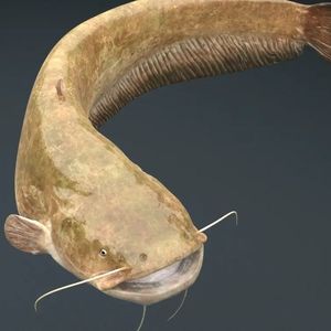 华哥·大保健 remix