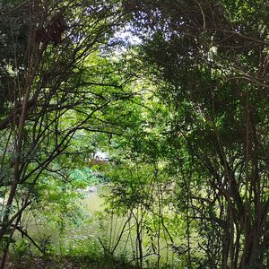 江湖意（solo精分版）