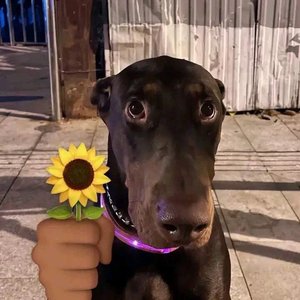 我是杰瑞米瓦德