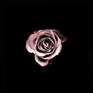 Afriendisjustanenemywhostabsyouinthefront