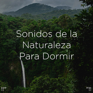 Bird Sounds In Nature