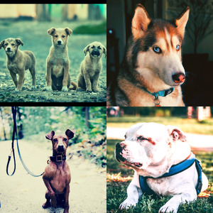 微妙的可爱的狗心情