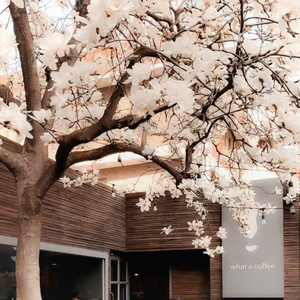 离琴（prod.Jonas）